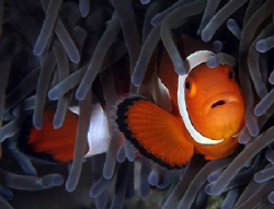 nemo in dumaguete by John M Akar 